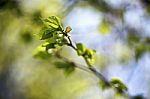 Spring Foliage. Young Green Leaves Stock Photo