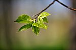 Spring Foliage. Young Green Leaves Stock Photo