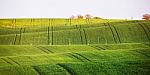 Spring Green Fields On Hills. Agriculture Wavy Spring View. Spri Stock Photo