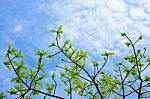 Spring Leaves Stock Photo