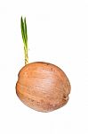 Sprout Of Coconut Tree Stock Photo