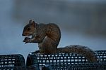 Squirrel Stock Photo