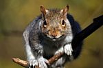 Squirrel Stock Photo