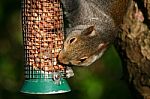 Squirrel Stock Photo