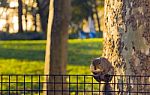 Squirrel Eating A Nut Stock Photo