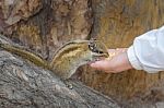 Squirrel Is Eating Food From The Hand Stock Photo