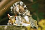 Squirrel Resting On Fence Stock Photo