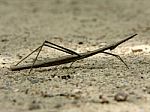 Stick Insect - Phibalosoma Phyllinum Stock Photo