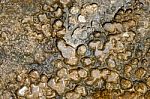 Stone Hit The Water Erosion, Corrosion Is Shaped. Wind And Weath Stock Photo