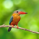 Stork-billed Kingfisher Stock Photo