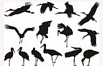 Stork Silhouettes Stock Photo