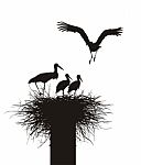 Storks Family In Nest Stock Photo