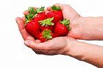 Strawberries In The Hands Stock Photo