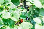 Strawberry Fruit Grows In Farm Stock Photo