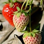 Strawberry In Plantation Field On Natural Background Stock Photo