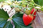 Strawberry In Plantation Field On Natural Background Stock Photo