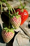 Strawberry In Plantation Field On Natural Background Stock Photo