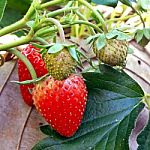 Strawberry In Plantation Field On Natural Background Stock Photo