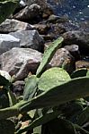 Succulents That Grow Wild On The Rocks F Stock Photo