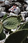 Succulents That Grow Wild On The Rocks H Stock Photo