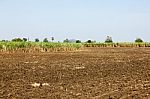 Sugar Cane Field Stock Photo