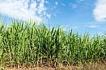 Sugarcane And Blue Sky Background Stock Photo