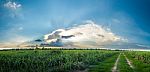 Sugarcane Field,  Panorama Stock Photo