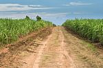 Sugarcane Road Landscape Stock Photo