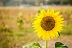 Sun Flower Field For Background Stock Photo