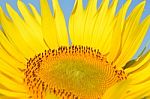 Sunflower Stock Photo