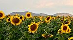 Sunflower Stock Photo