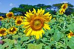 Sunflower Stock Photo