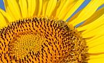 Sunflower And Bee Stock Photo