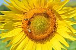 Sunflower And Bees Stock Photo