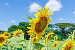 Sunflower Detail Stock Photo