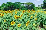 Sunflower Detail Landscape Stock Photo