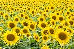 Sunflower Field Stock Photo