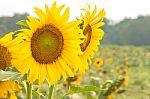 Sunflower Field Stock Photo