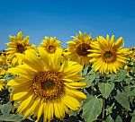 Sunflower Field Stock Photo