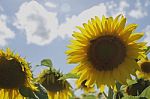 Sunflower Field Stock Photo