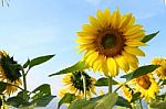 Sunflower Field. Sunflower With Blue Sky And Clouds.  Stock Photo