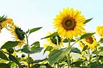 Sunflower Field. Sunflower With Blue Sky And Clouds Stock Photo