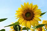 Sunflower Field. Sunflower With Blue Sky And Clouds.  Stock Photo