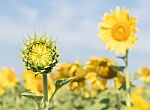 Sunflower Growth And Blooming In Field Stock Photo