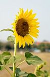 Sunflower In The Field Stock Photo