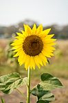 Sunflower In The Field Stock Photo