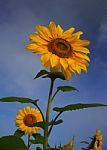 Sunflower In The Morning Light Stock Photo