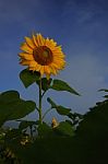 Sunflower In The Morning Light Stock Photo