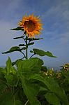 Sunflower In The Morning Light Stock Photo