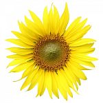 Sunflower Isolated On White Background With Clipping Path Stock Photo